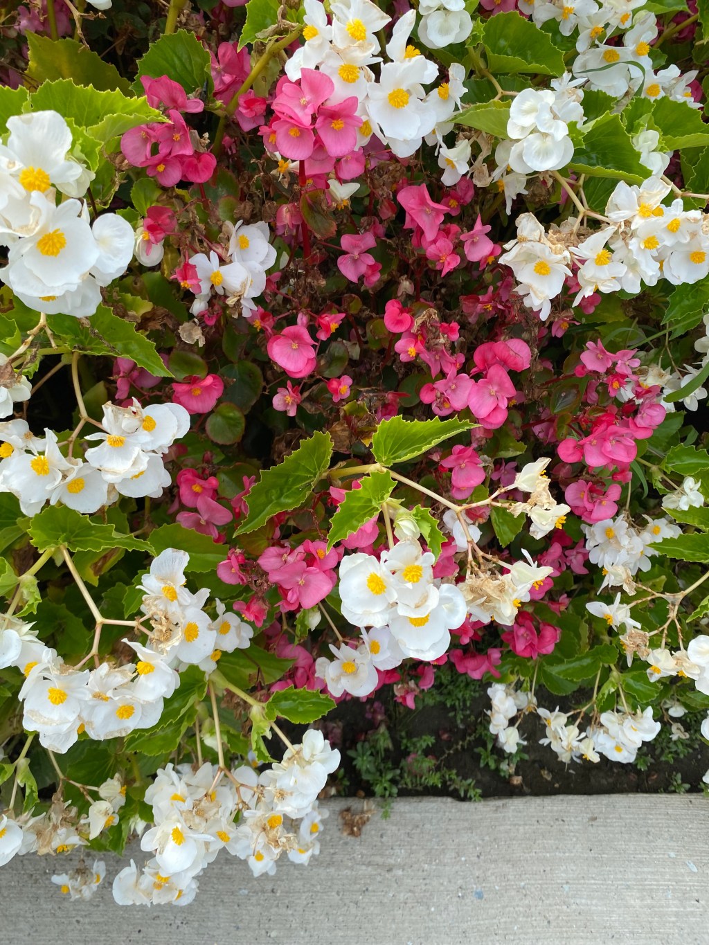 Pink Petals over Whites in the Garden – Uptown, Albany, NY&nbsp;518