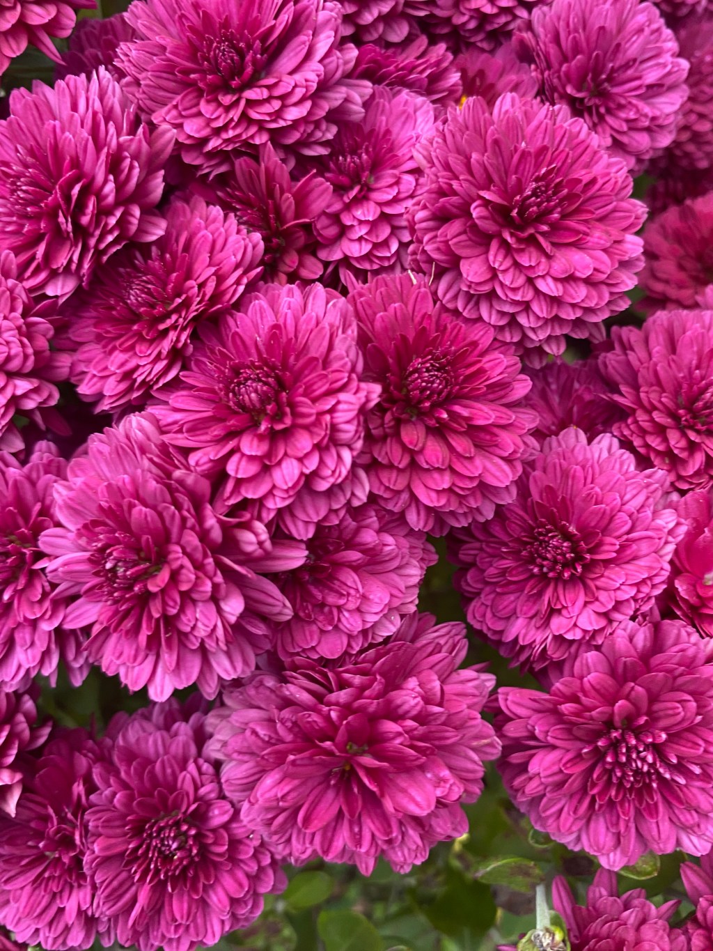 Smothered in Pink Petals on Halloween Day – Tarrytown, NY&nbsp;914