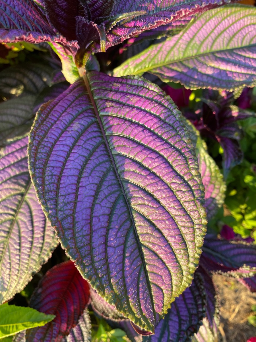 Purple Vines, Green Stems – Buckingham, Albany, NY&nbsp;518