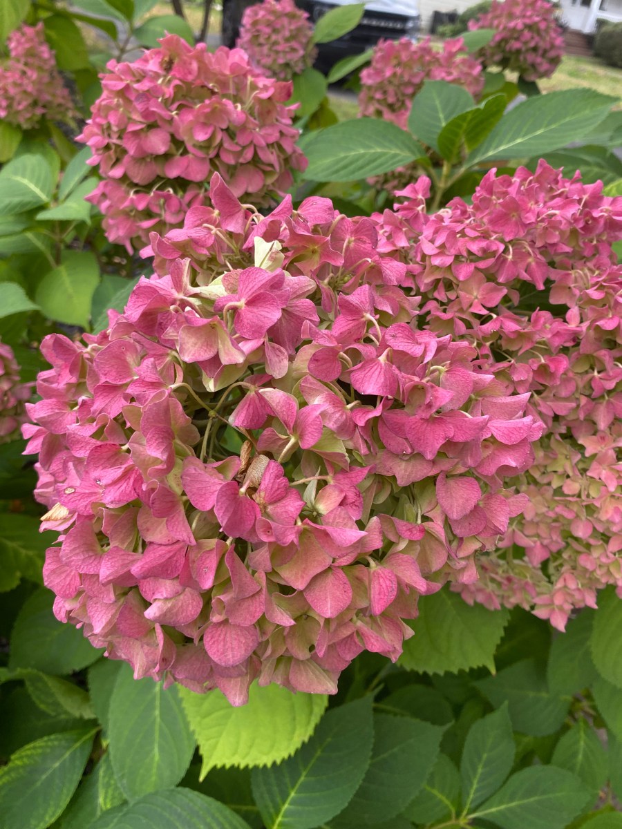 Neighborhood Bloom – Buckingham, Albany, NY&nbsp;518